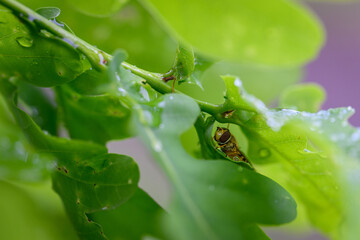 Hoverfly sheltering under oak leaves after rain. 

