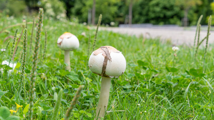 6月の草むらに生える白いキノコ

