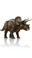 Fototapeta premium Side view of Triceratops with horns and frill, on white glossy background.