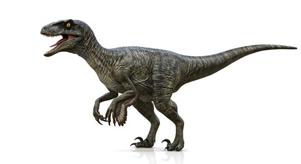 Obraz premium Side view of feathered Velociraptor with open mouth and raised claw.