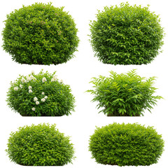 Illustration of Green Bushes Plants Isolated With Transparent Background