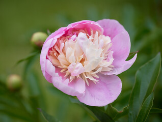 blooming peony flower close up