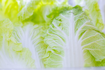 Fresh napa cabbage leaves with vibrant green and white colors, ready for use in Asian dishes, salads, or hot pot meals.