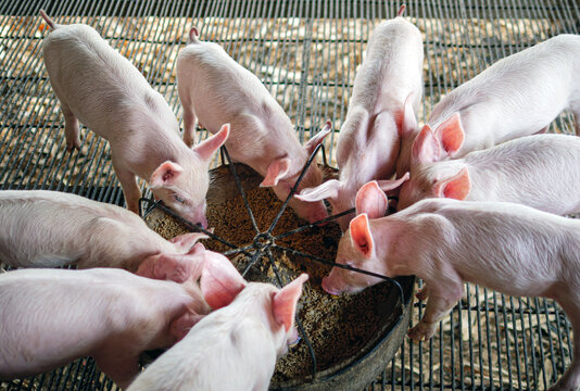 Piglet at pigsty. Pig farm. Group of piglet at animal farm. Feeding pigs