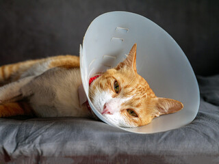 Sick cat, cat wearing a protective plastic collar cone