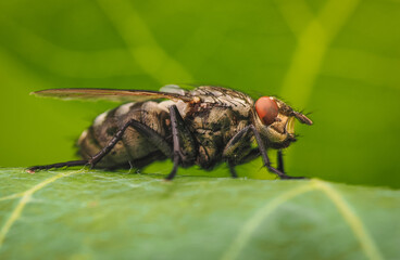 Close-up of a housefly resting on a green leaf