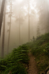 Obraz premium fog in the forest