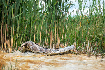 Vegetation of the Siva Brada geyser in Spišské Podhradie, Slovakia, from which medicinal mineral water springs on a travertine base and is a popular tourist destination.