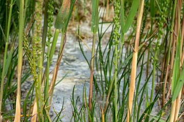 Vegetation of the Siva Brada geyser in Spišské Podhradie, Slovakia, from which medicinal mineral water springs on a travertine base and is a popular tourist destination.