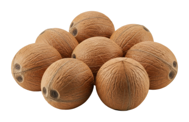 Coconut harvesting event tropical farm food imagery outdoor setting close-up perspective