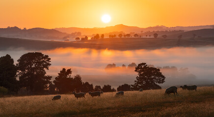 Foggy sunrise with light streaming across hills and trees in rural countryside