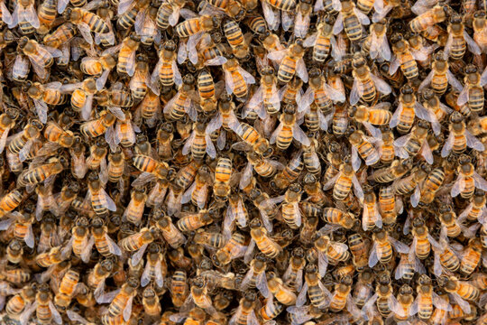 Colony of bees