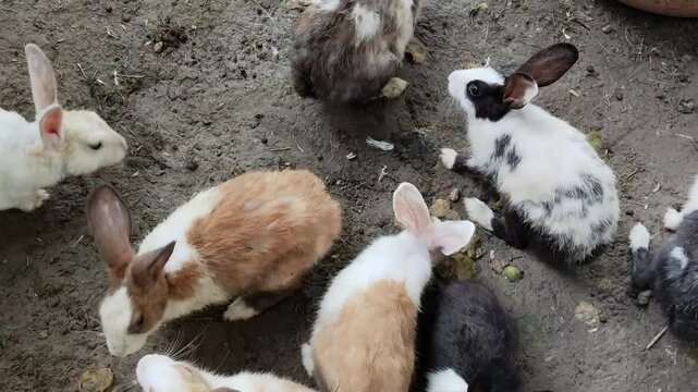 Dutch rabbits with distinct white and dark markings resting in an outdoor setting