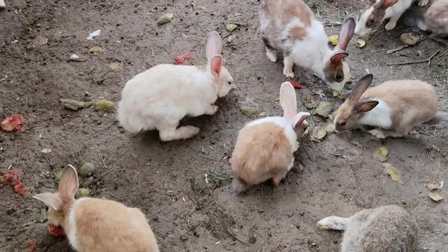 Dutch rabbits lounging in a sunny garden, their symmetrical markings and calm posture