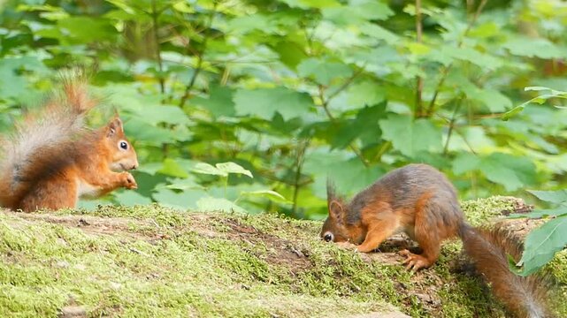 Two red squirrels sharing a meal on the forest floor, their fluffy tails and movements