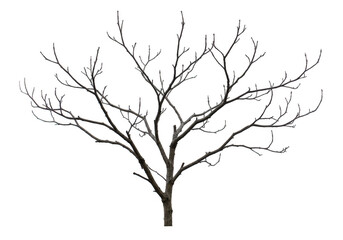 Obraz premium Illustration of Silhouette Tree Branches Winter Bare Against Transparent Background