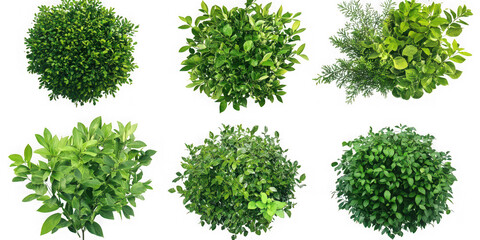 Six green bushes top view isolated on transparent background