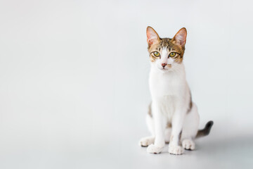 A young tabby and white domestic cat sits on a clean white background. The cat looks directly at the camera with a curious and alert expression. Perfect for themes related to pets, animal lovers