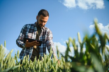 Portrait of young farmer standing in a green wheat field at sunset