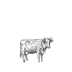 Illustration Of White And Black Cow Farm Animal On Transparent Background