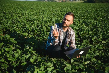 A farmer inspects a green soybean field. The concept of the harvest