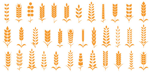 Wheat spike and rye ears collection. Set of black wheat icon. Barley spike or corn ear collection