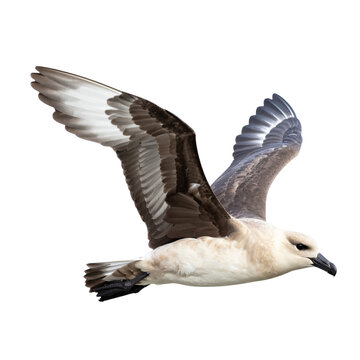 Arctic Skua isolated on transparent background
