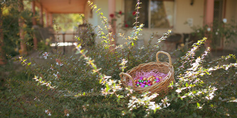 Basket of Easter Eggs nestled in bush in rural garden