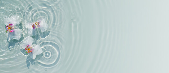 three white orchidthree white orchid flower petals in transparent rippled water texture with sunlight reflections from above, beauty spa background banner with copy space 