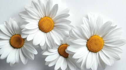 Fototapeta premium A stunning arrangement of white daisies with vibrant yellow centers, bringing a touch of nature's beauty and freshness to any space, perfect for decoration or inspiration.