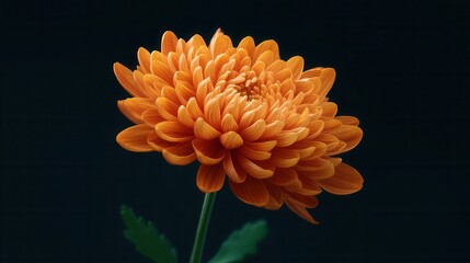 Vibrant Orange Chrysanthemum Flower with Soft Petals and Green Leaves