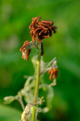acraea terpsicore caterpillars clustered on bushes. Blurred image