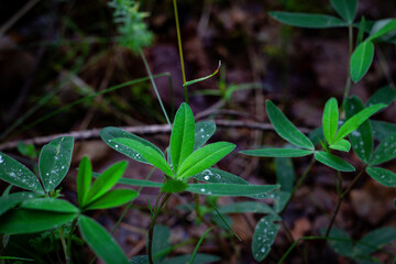 Macro view of fresh green leaves in a forest setting, sprinkled with water droplets after rain, surrounded by natural undergrowth.