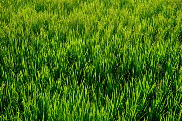 glistening rice stalks in the sun. rice in fertile rice fields in the tropics. luminous green. rice...