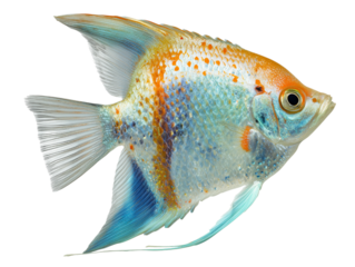 A vibrant Angelfish gracefully swims, showcasing its iridescent scales and elegant fins, highlighting the beauty of marine life in a photorealistic portrait.