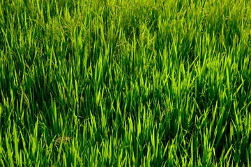 glistening rice stalks in the sun. rice in fertile rice fields in the tropics. luminous green. rice is the staple food of most Asians. oryza sativa. fertile grains. 