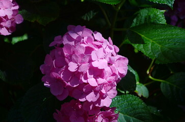 Blooming large pink hydrangea flowers in a flower bed sprinkled with small white pebbles. In the background, a decorative white picket fence.