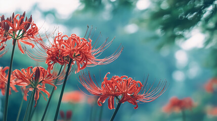 Close-up of red spider lily