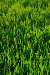 glistening rice stalks in the sun. rice in fertile rice fields in the tropics. luminous green. rice...