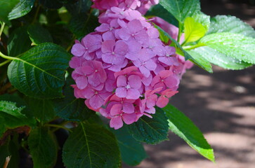 Blooming large pink hydrangea flowers in a flower bed sprinkled with small white pebbles. In the background, a decorative white picket fence.