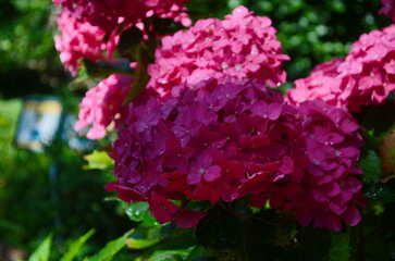 Blooming large pink hydrangea flowers in a flower bed sprinkled with small white pebbles. In the background, a decorative white picket fence.