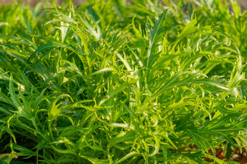 朝日を浴びるフレッシュなミズナの葉