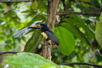 A Collared Aracari in Costa Rica