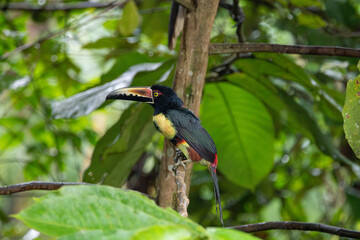 Obraz premium A Collared Aracari in Costa Rica