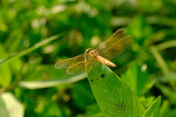 Brachythemis contaminata, ditch jewel, is a species of dragonfly in the family Libellulidae. It is found in many Asian countries. blurred image 