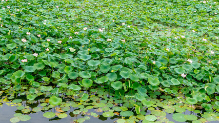 Kamal Tal, or the “lake of lotuses” is situated right next to the Naukuchiatal, Nainital, Uttarakhand, India