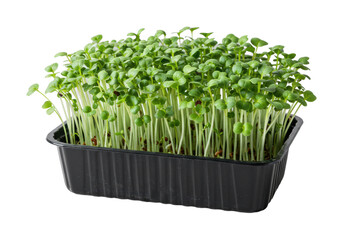 Growing fresh microgreens indoor garden photography bright environment close-up view healthy eating concept