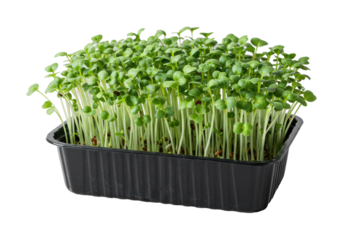 Growing fresh microgreens indoor garden photography bright environment close-up view healthy eating concept