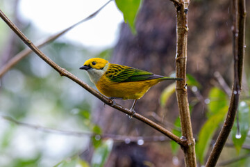 A Silver-throated Tanager in Costa Rica