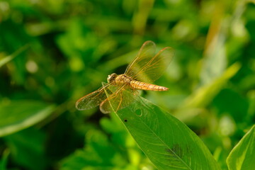 Brachythemis contaminata, ditch jewel, is a species of dragonfly in the family Libellulidae. It is...